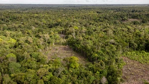 Satelity pomagają naukowcom zlokalizować obszar wylesiania Amazonii