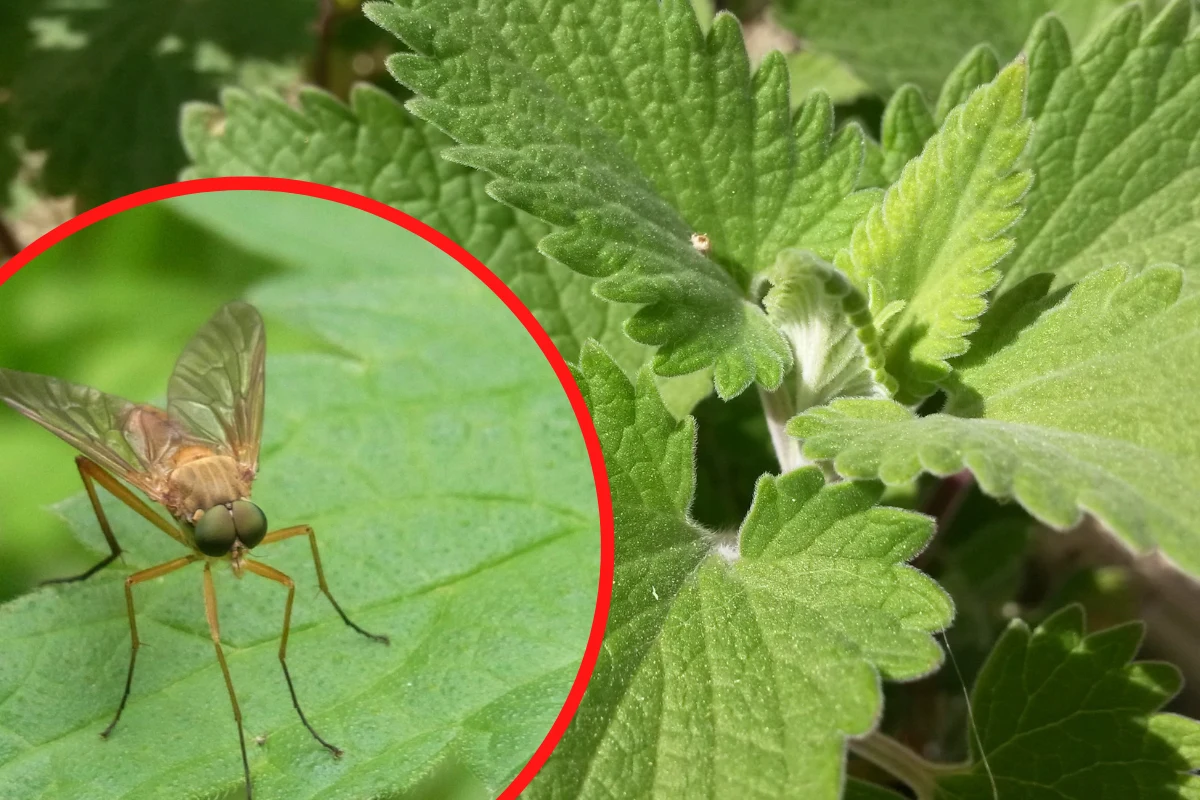 Zasadzenie niektórych roślin to dobry sposób na natrętne owady Zasadzenie niektórych roślin to dobry sposób na natrętne owady