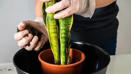 Przesadzenie sansewierii należy wykonać raz na kilka lat, najlepiej późną zimą lub wczesną wiosną. 