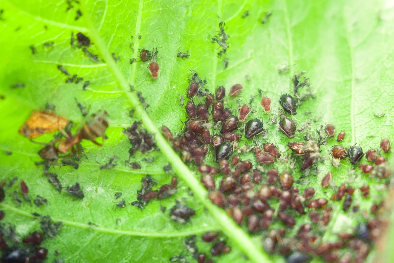 Mszyce są w stanie zrujnować rośliny w błyskawicznym tempie