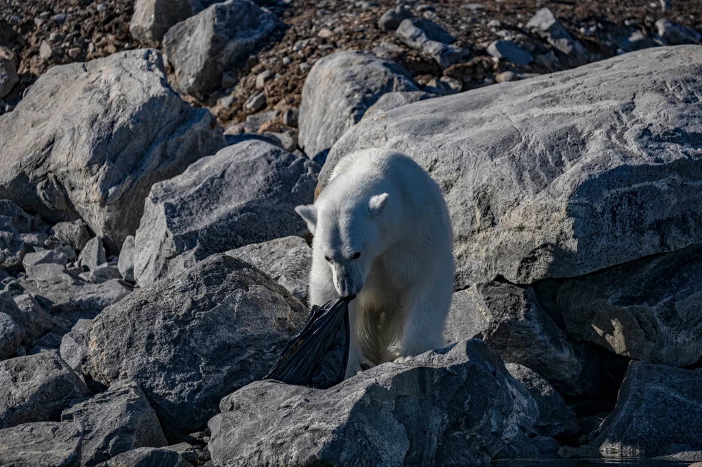 Plastik dotarł już nawet do dalekiej Arktyki. W 2017 roku fotograf Fabrice Guerin uwiecznił niedźwiedzia polarnego, który, zrezygnowany po nieudanym polowaniu, zaczął żuć plastikowy worek na śmieci wyrzucony na brzeg