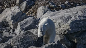 Plastik dotarł już nawet do Arktyki. Zabija zwierzęta i pogarsza zmiany klimatu