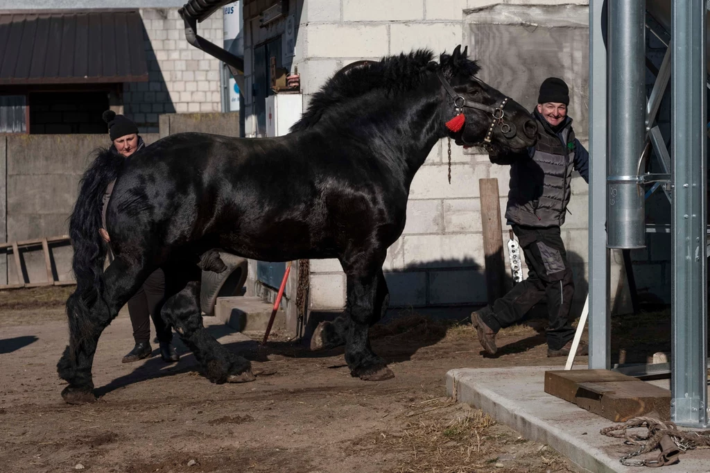 Koń Agnieszki i Jarka stanął przed ważnym egzaminem