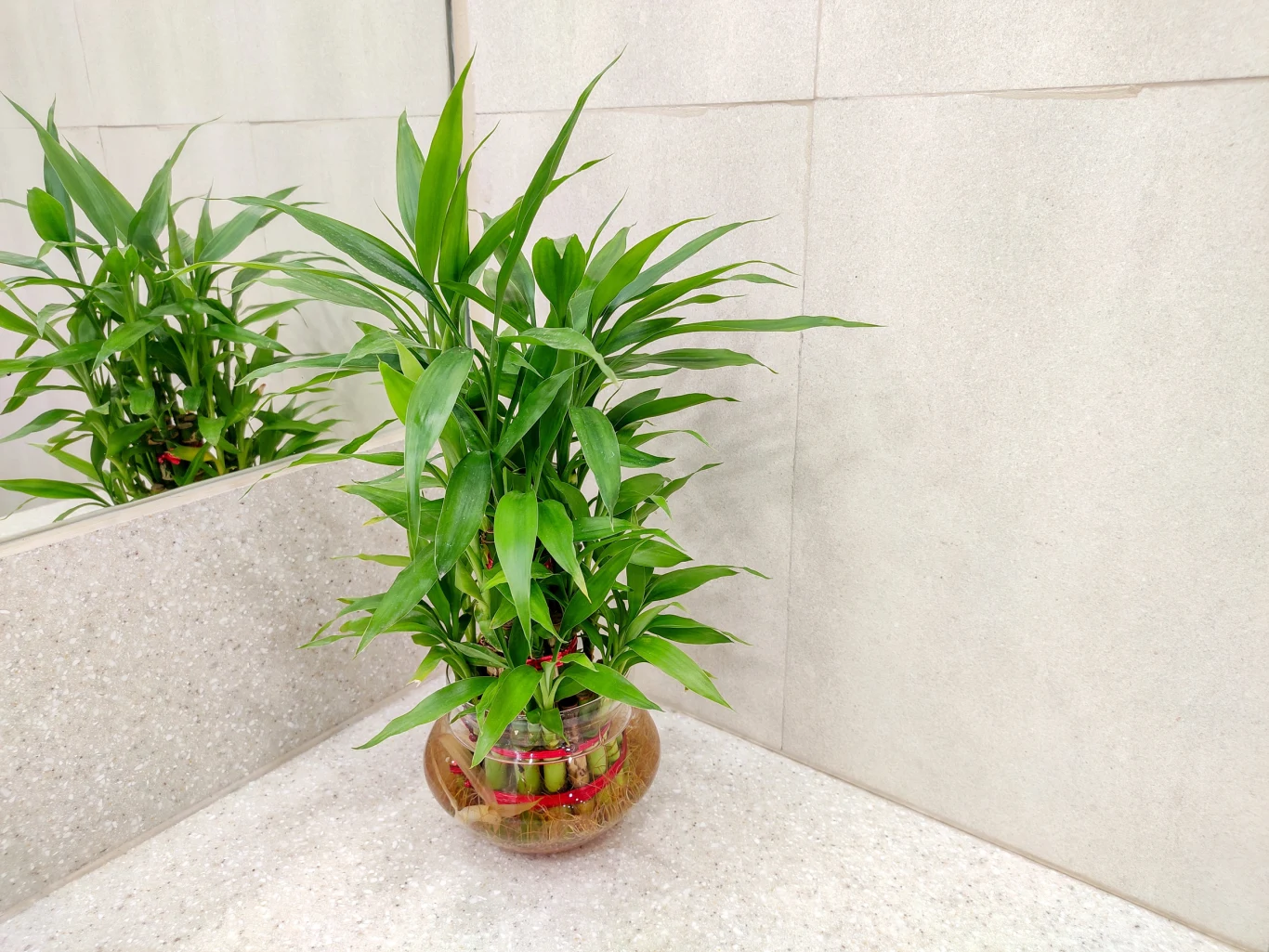 Dracena Sandera w doniczce: Jak pielgnowa? - Kobieta w INTERIA.PL