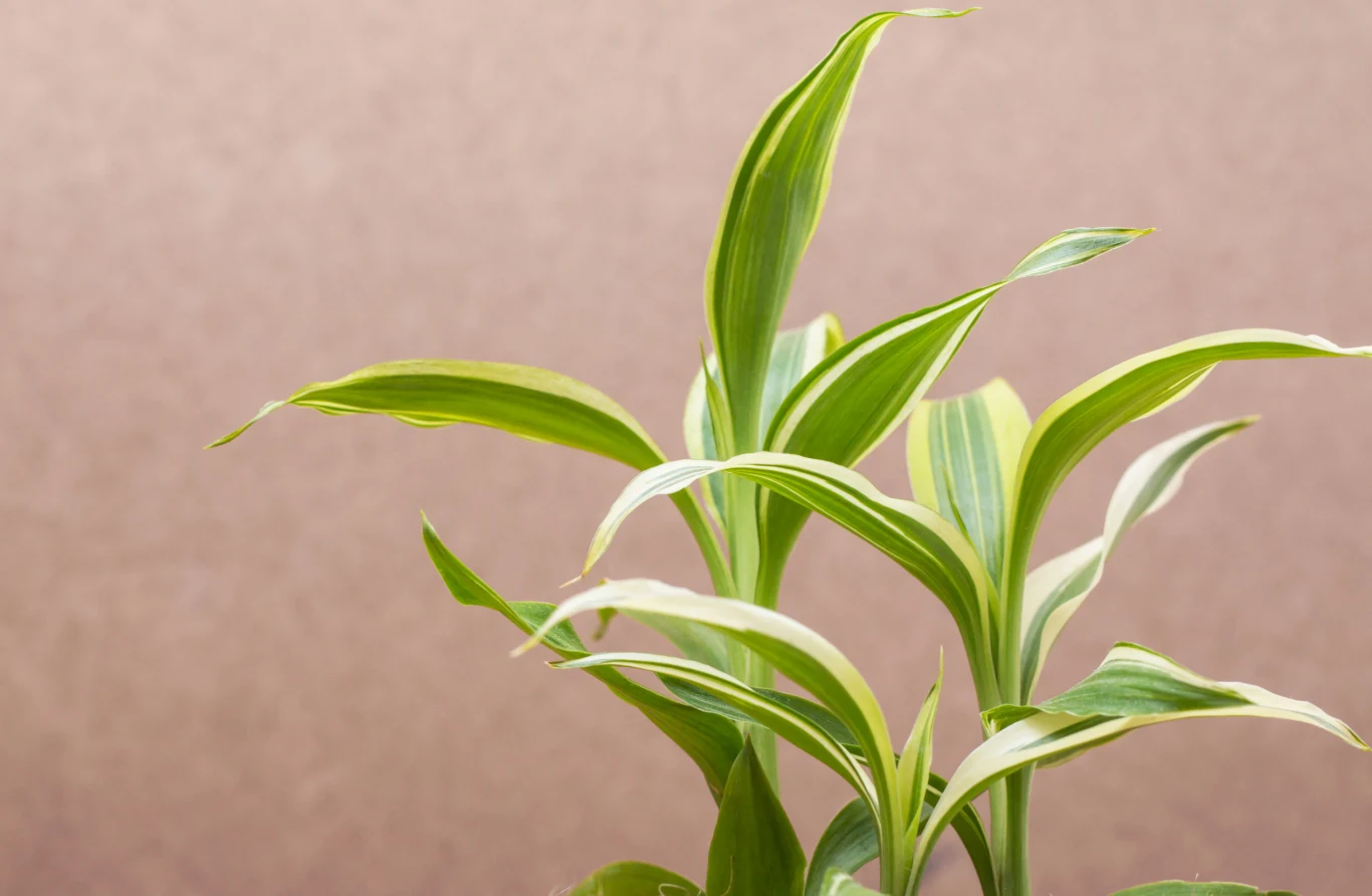 Liście Lucky Bamboo są wąskie i jasnozielone Liście Lucky Bamboo są wąskie i jasnozielone