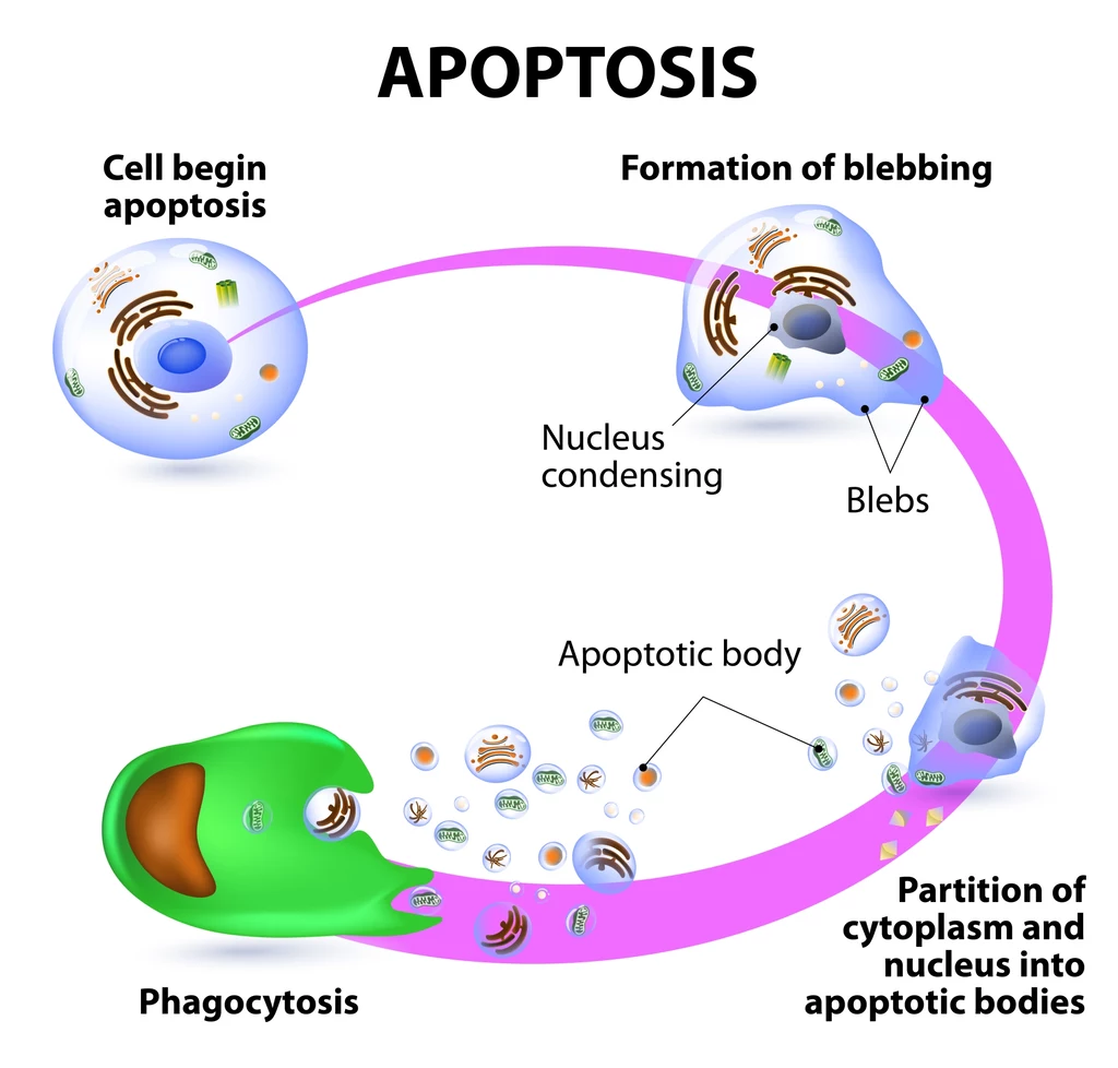 Apoptoza to jeszcze inny rodzaj śmierci komórki