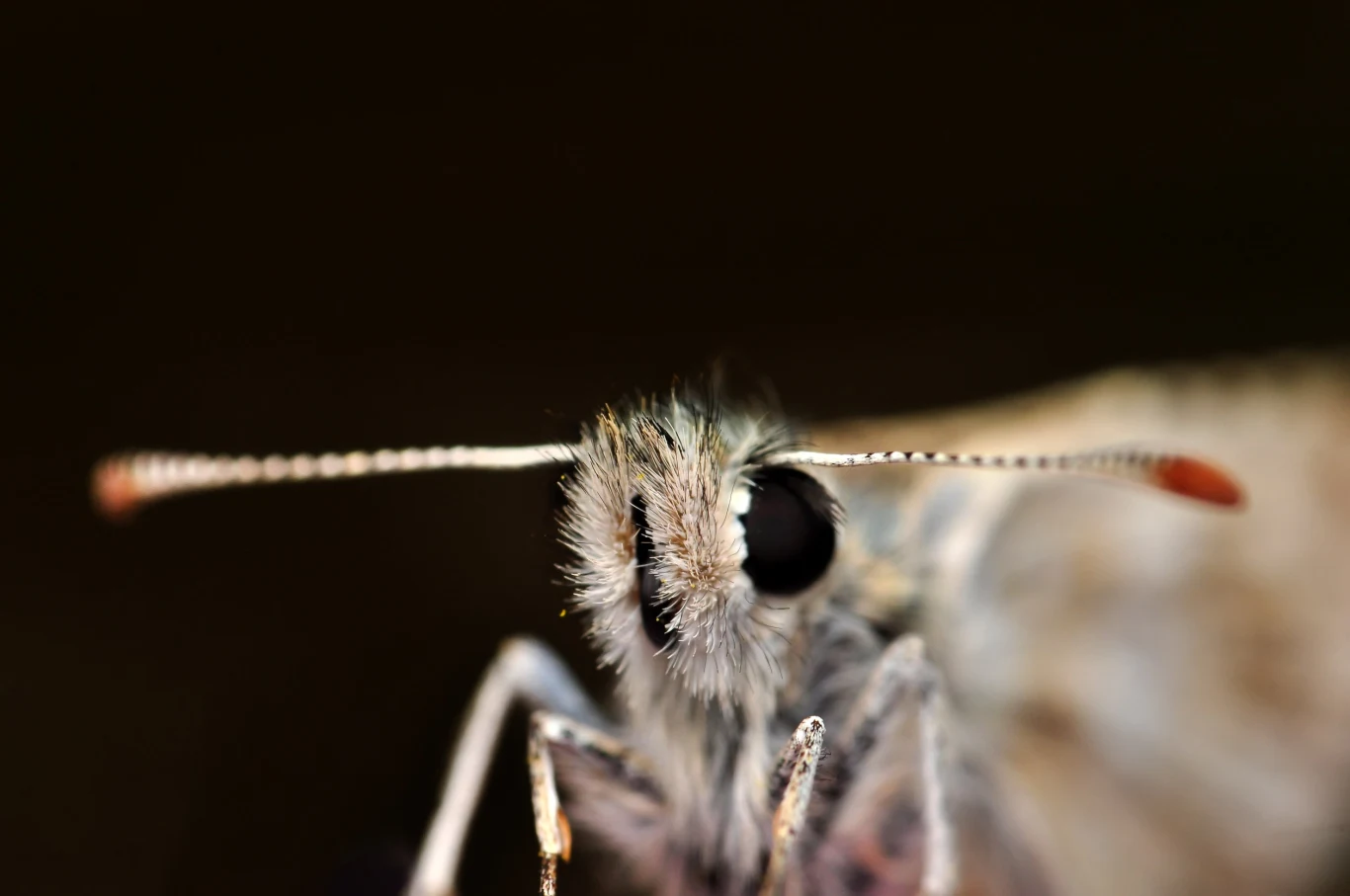 Same mole wydają się niegroźne, ale larwy i jaja mogą nadwyrężyć zdrowie