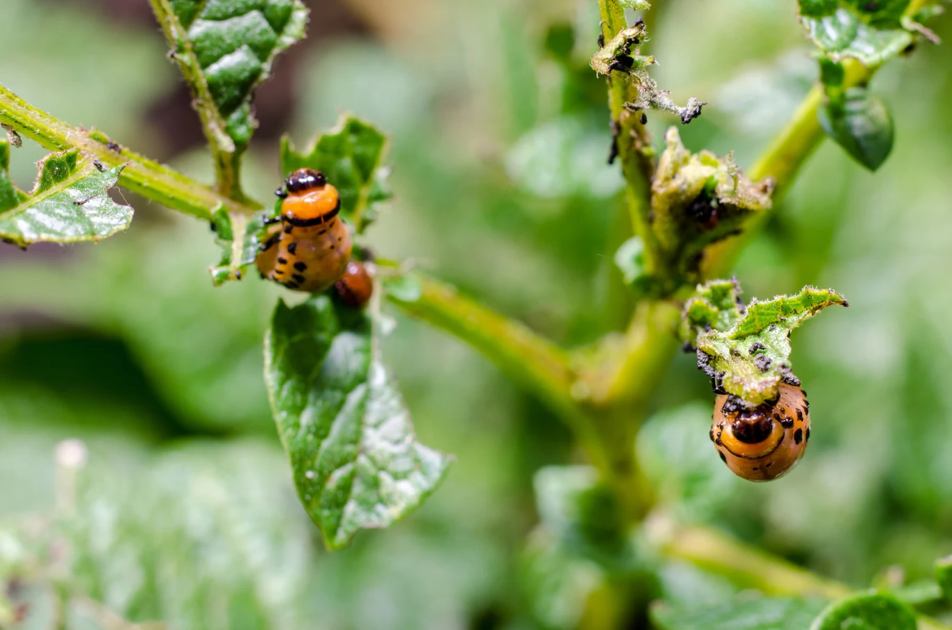 Stonka ziemniaczana występuje najczęściej na liściach, łodygach oraz kwiatach ziemniaków