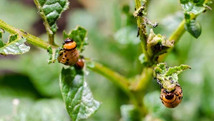 Stonka ziemniaczana zaatakowała warzywnik? Ten domowy oprysk przepędzi ją na zawsze