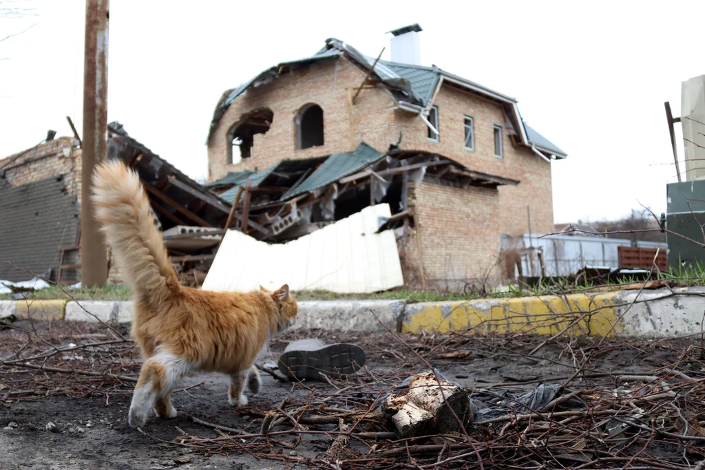 W Charkowie po dwóch tygodniach od rosyjskiego bombardowania w jednym z budynków pod gruzami odnaleziono żywego kota (zdjęcie ilustracyjne)