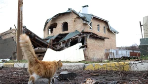 Kot w Charkowie uratowany po dwóch tygodniach od bombardowania