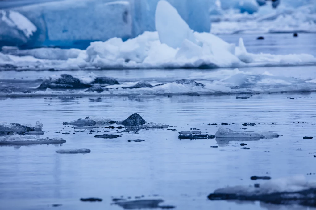 Topniejący lód morski (zdjęcie ilustracyjne).