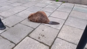 Bóbr na ulicach Krakowa (Źródło: facebook.com/Straż Miejska Miasta Krakowa)