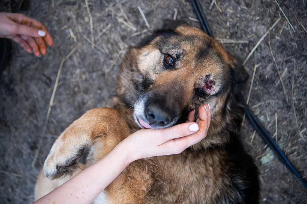 Psy, koty i inne zwierzęta z Ukrainy są cichymi ofiarami wojny z Rosją. Żołnierze Putina strzelają także do nich