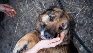 Setki zwierząt giną w Ukrainie. Inwazja Rosji zbiera tragiczne żniwo