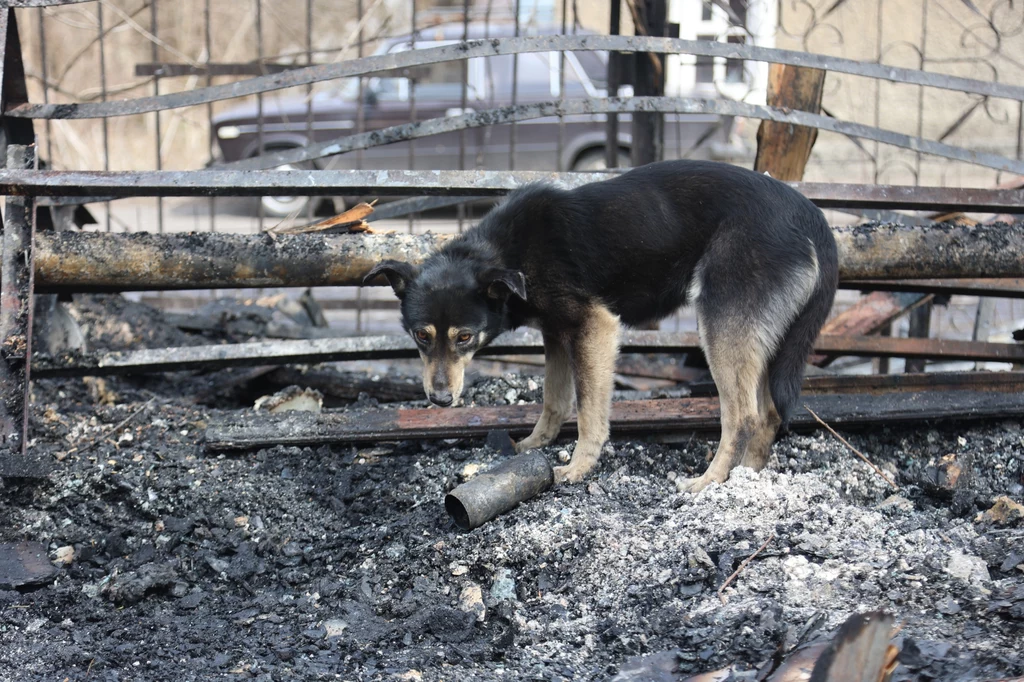 Rosyjscy żołnierze zostawili setki psów w schroniskach na pewną śmierć 
