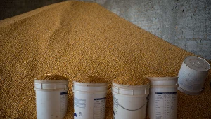 Nerwowo na rynku pszenicy 