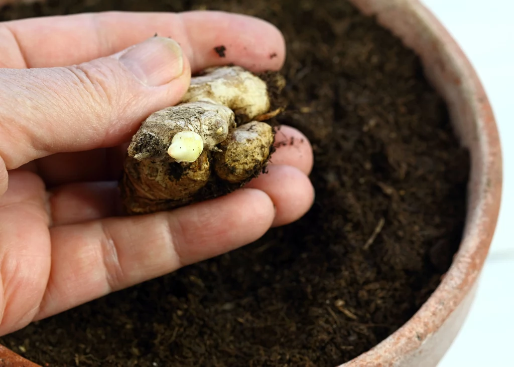 Poznaj zasady sadzenia i uprawy imbiru w doniczce