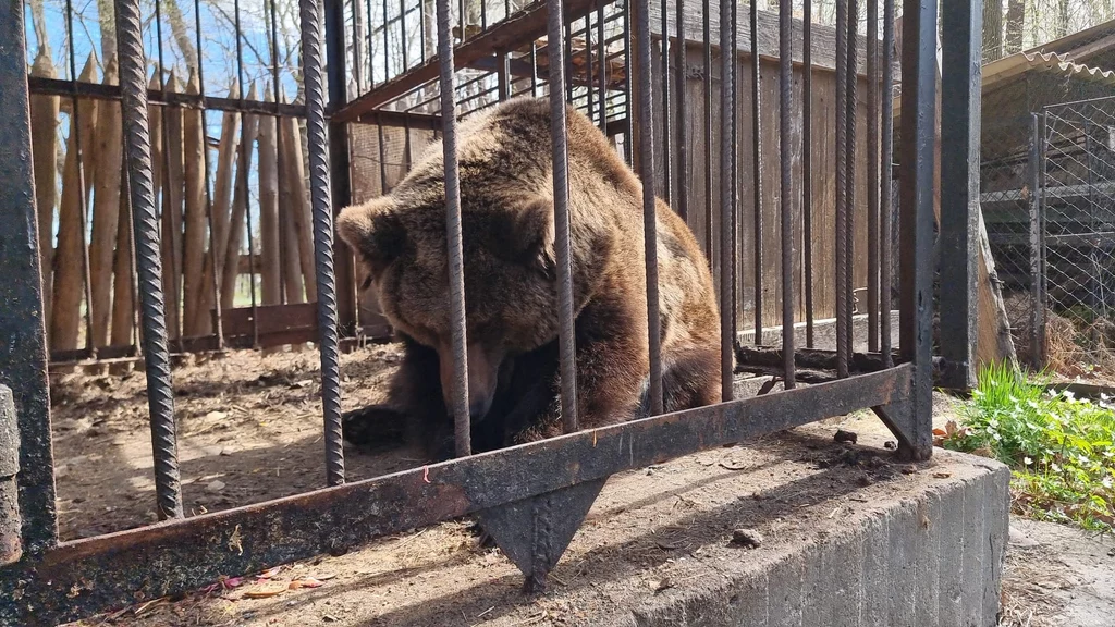 Holenderskie zoo z pomocą fundacji Bears in Mind uratowało w Ukrainie 24-letnią niedźwiedzicę o imieniu Kiryusha