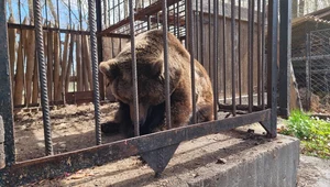 Niedźwiedź uratowany z Ukrainy rozpocznie nowe życie w Holandii