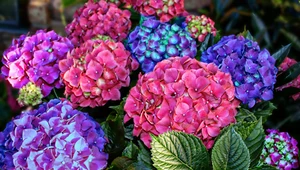 Hortensja ogrodowa: Jak zmienić kolor kwiatów?