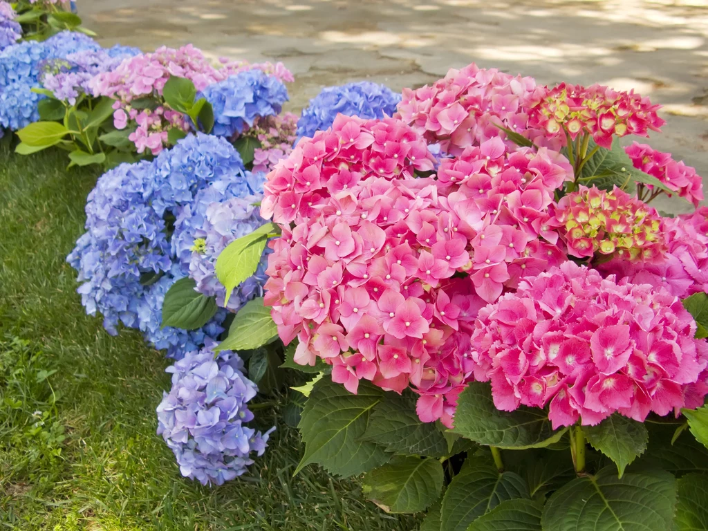 Od czego zależy kolor kwiatów hortensji? Przede wszystkim od pH gleby