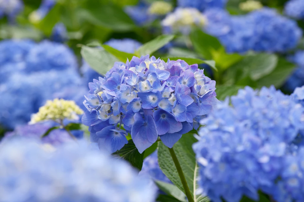 Niebieski kolor hortensji zależny jest od kwasowości podłoża — o tym musisz pamiętać w pierwszej kolejności