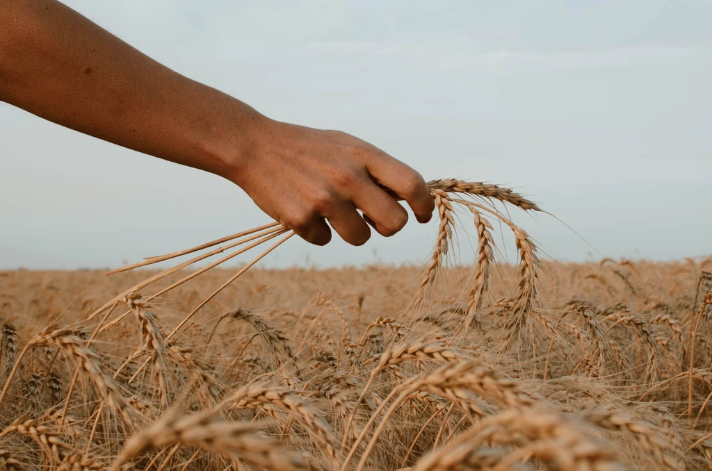 Zmiany klimatu wpływają m.in. na uprawę zbóż, które są fundamentem żywności na świecie
