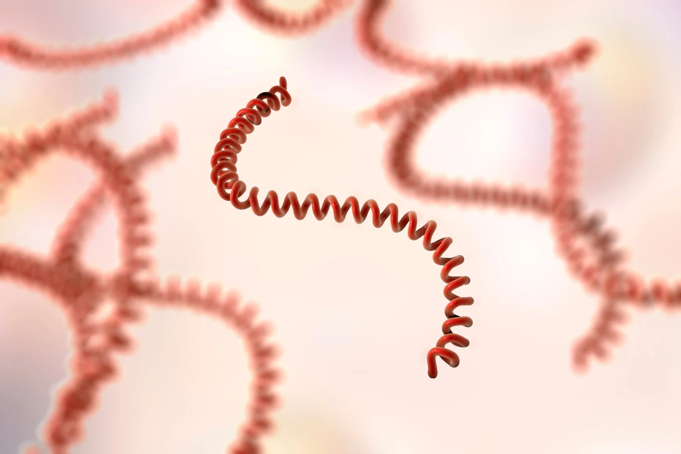 Krętki z rodziny Leptospira wywołują u ludzi objawy grypopodobne takie jak gorączka, dreszcze i kaszel Krętki z rodziny Leptospira wywołują u ludzi objawy grypopodobne takie jak gorączka, dreszcze i kaszel