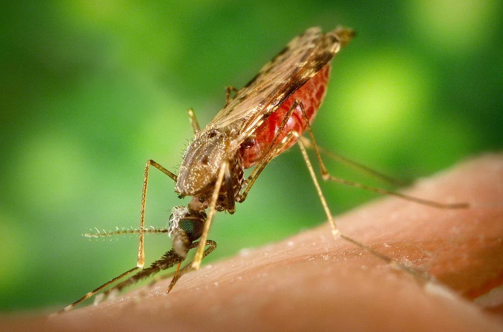 Czy malaria w Polsce stanie się codziennością?