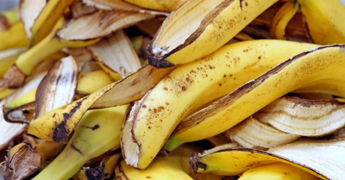 Nawożenie storczyków powinno odbywać się tylko w okresie wegetacyjnym (od kwietnia do sierpnia)