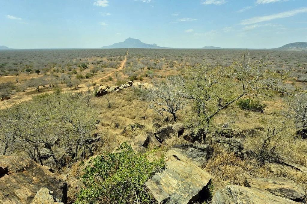 Rukinga Wildlife Ranch w Maungu, gdzie organizacja Wildlife Works prowadzi program kompensacji CO2 (zdjęcie ilustracyjne).