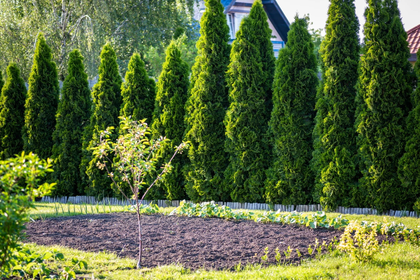 Tuje szybko stworzą piękny i bujny żywopłot