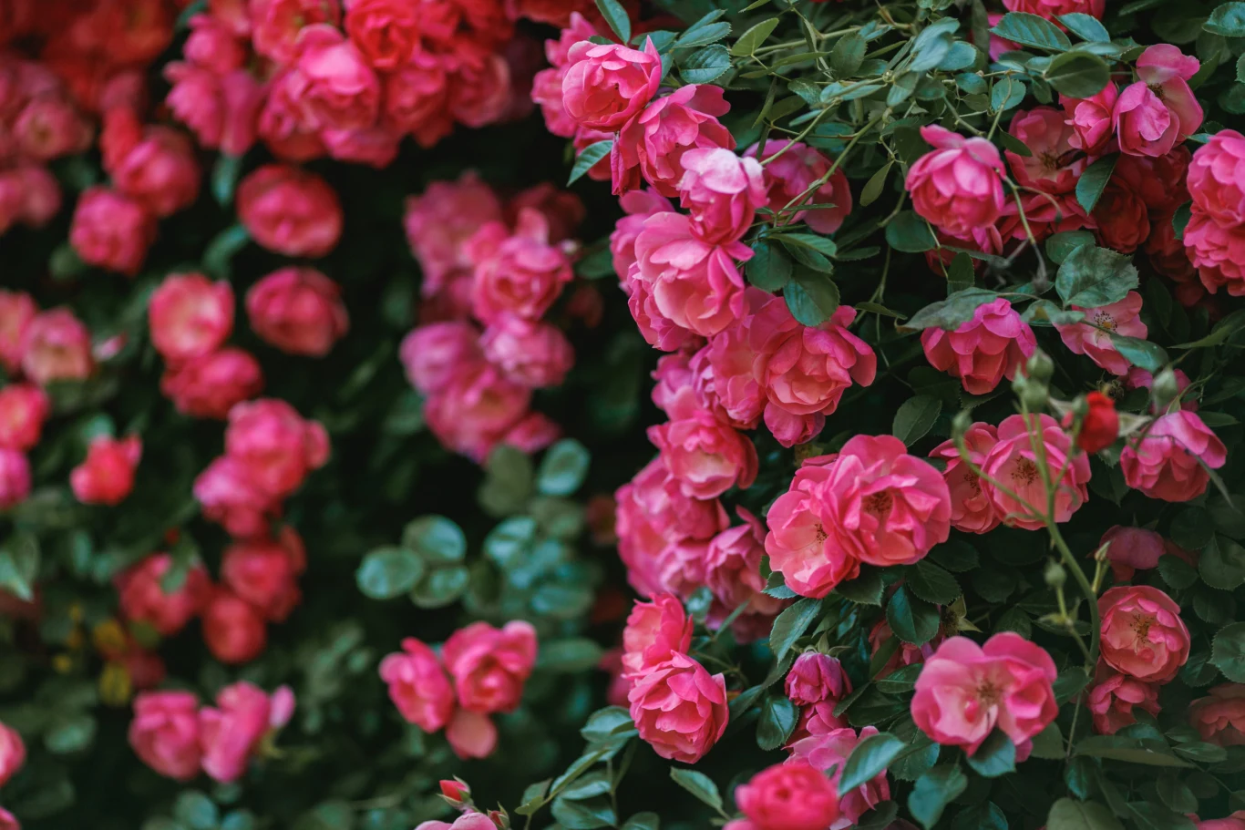 Róża szybko będzie się piąć po murze