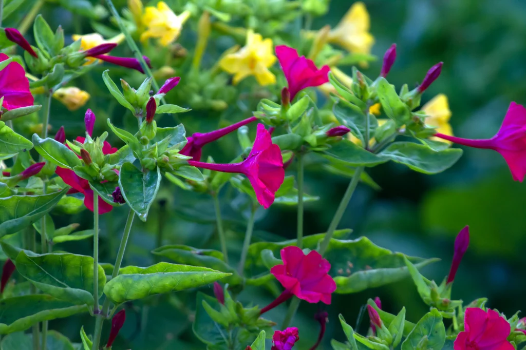 Mirabilis jalapa lub dziwaczek jalapa, to przepiękna roślina, która masowo wabi motyle!