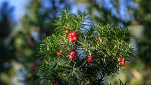 Posadź zamiast tui. Wygląda lepiej i jest mniej kapryśny