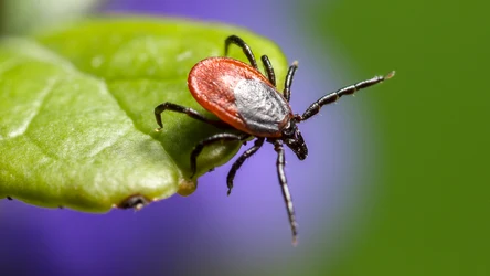Ukąszenie kleszcze może prowadzić do zakażenia wirusem boreliozą lub wirusem Heartland
