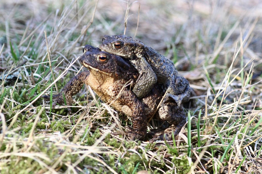 Samiec ropuchy arlekin Santa Marta (Atelopus laetissimus), mierzący zaledwie 4 centymetry długości, może przylgnąć do grzbietu samicy i wytrzymać pięć miesięcy bez żywności, czekając na moment, w którym samica będzie gotowa do kopulacji. 