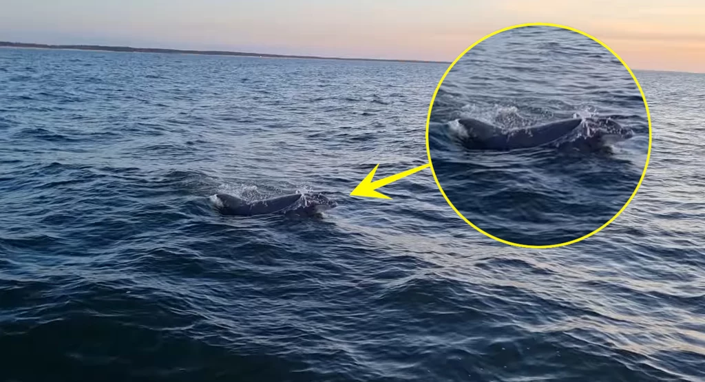 W pobliżu Kołobrzegu i Jastrzębiej Góry w polskim Bałtyku po raz pierwszy zaobserwowano żywe osobniki delfina białobokiego 