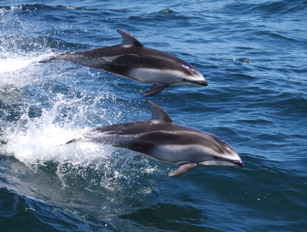 W pobliżu Kołobrzegu i Jastrzębiej Góry w polskim Bałtyku po raz pierwszy zaobserwowano żywe osobniki delfina białobokiego (zdjęcie ilustracyjne)