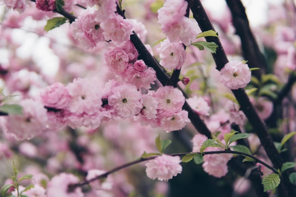 Migdałowiec trójklapowy to gatunek rośliny krzewiastej, należący do rodzaju Prunus