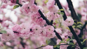 Migdałek trójklapowy - krzew kwitnący na różowo. Jak o niego dbać? 