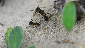 Pozbądź się mrówek z ogrodu. Oto naturalne sposoby