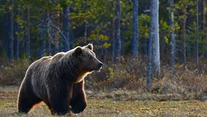 Zakopane: Niedźwiedzie pojawiają się przy domach. Wybudziły się z zimowego snu