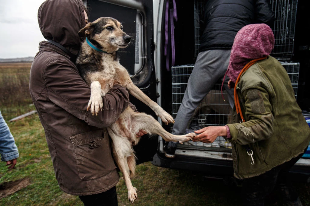 Ukraiński pies uratowany przez grupę wolontariuszy Ukraiński pies uratowany przez grupę wolontariuszy