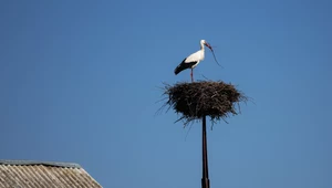 Zoolog: Liczba bocianów białych w Polsce kurczy się na naszych oczach