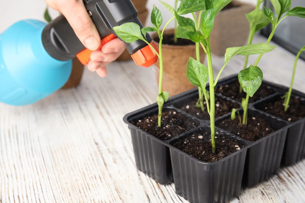 Nawóz z cebuli to skuteczny sposób na pobudzenie sadzonek do wzrostu