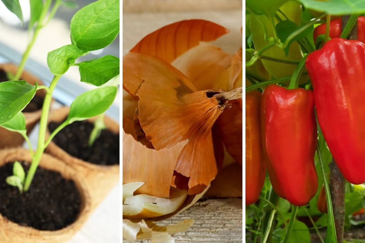 Nawóz z łupin cebuli może wspierać zarówno warzywa, jak i kwiaty czy rośliny doniczkowe Nawóz z łupin cebuli może wspierać zarówno warzywa, jak i kwiaty czy rośliny doniczkowe