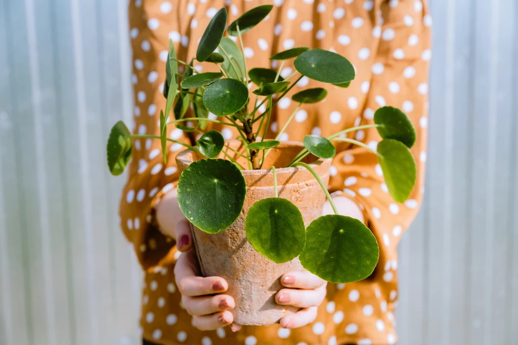 Pilea to roślina, która ma liście, przypominające monety, stąd potoczna nazwa "pieniążek"