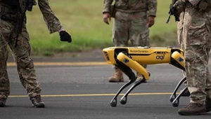 Czworonożny robot Spot firmy Boston Dynamics podczas wspólnych ćwiczeń wojsk amerykańskich i brytyjskich w sierpniu 2021 roku.